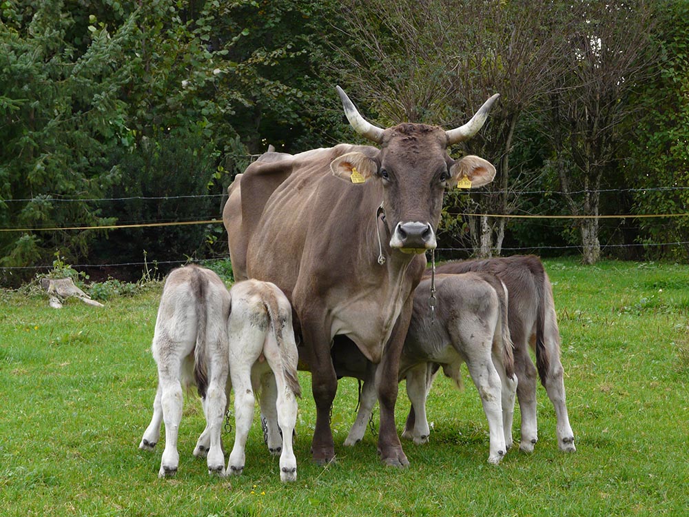 Verantwortung für das Kalb an die Kuh zurück geben